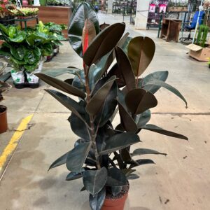 Ficus Elastica Burgundy 3H P24 Premium