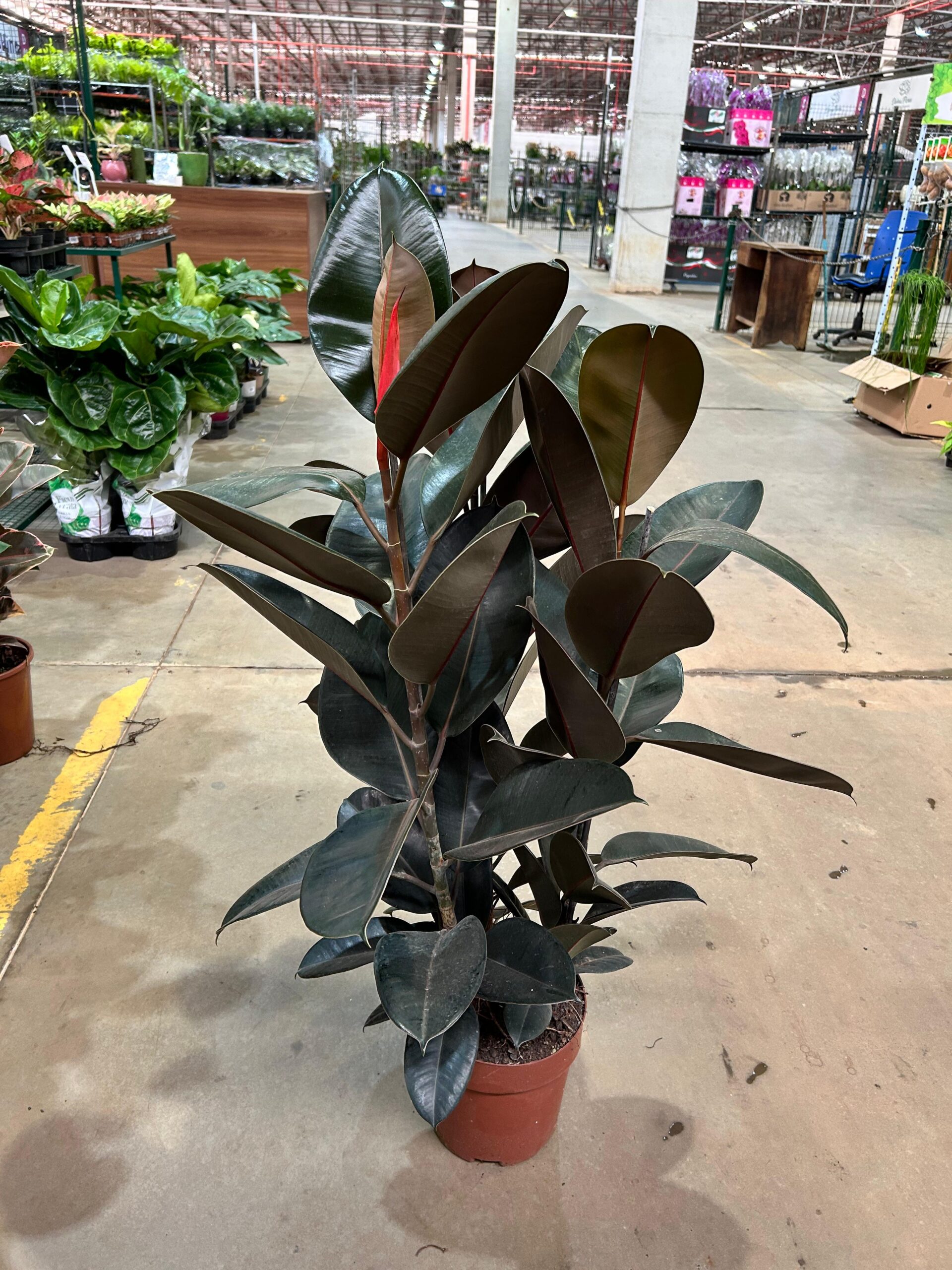 Ficus Elastica Burgundy 3H P24 Premium