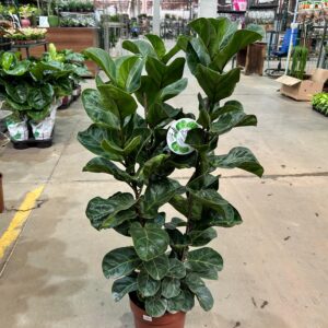 Ficus Lyrata Bambino 3H P24