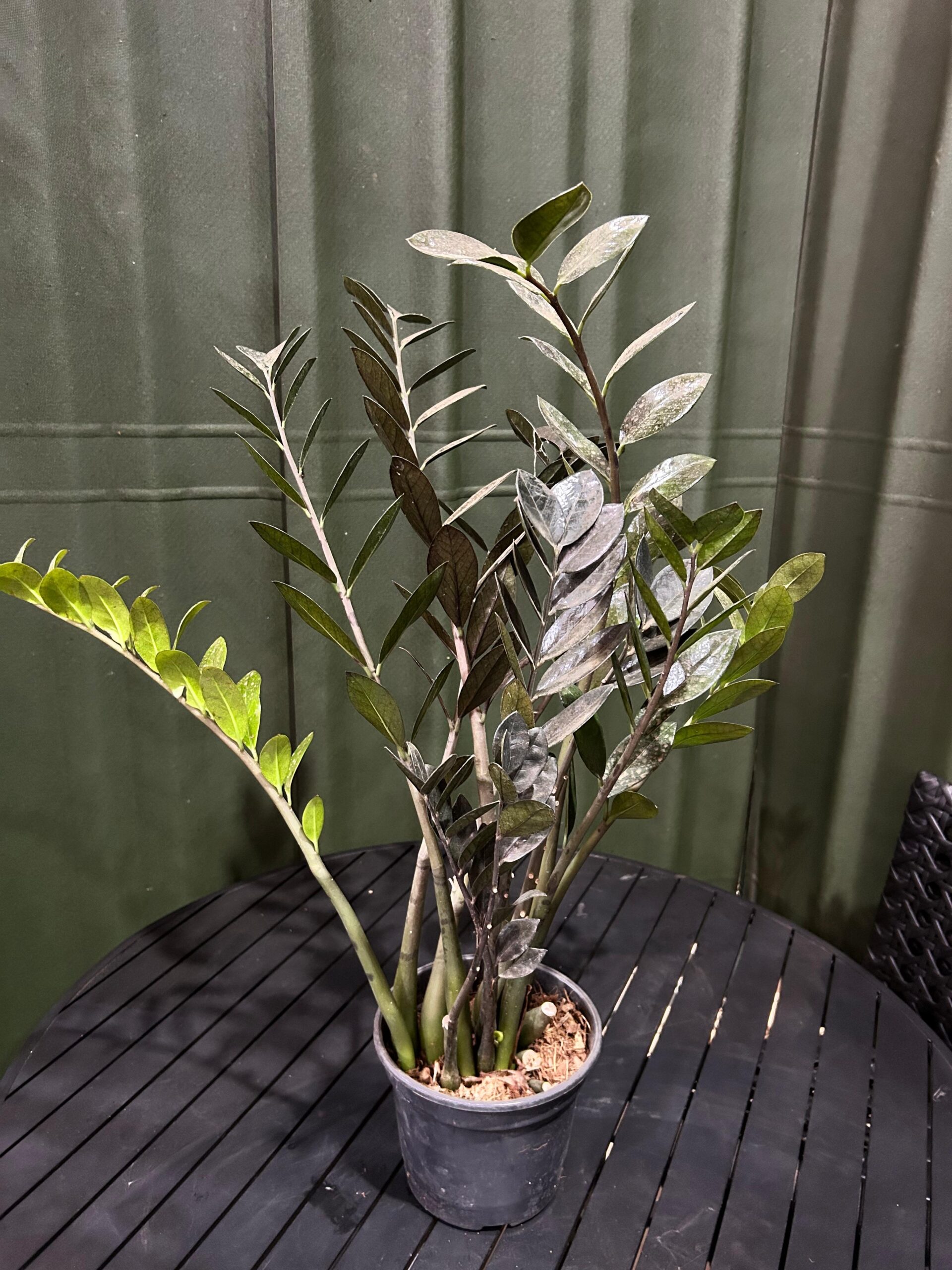 Zamioculca Black P20