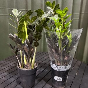 Zamioculca Black P15