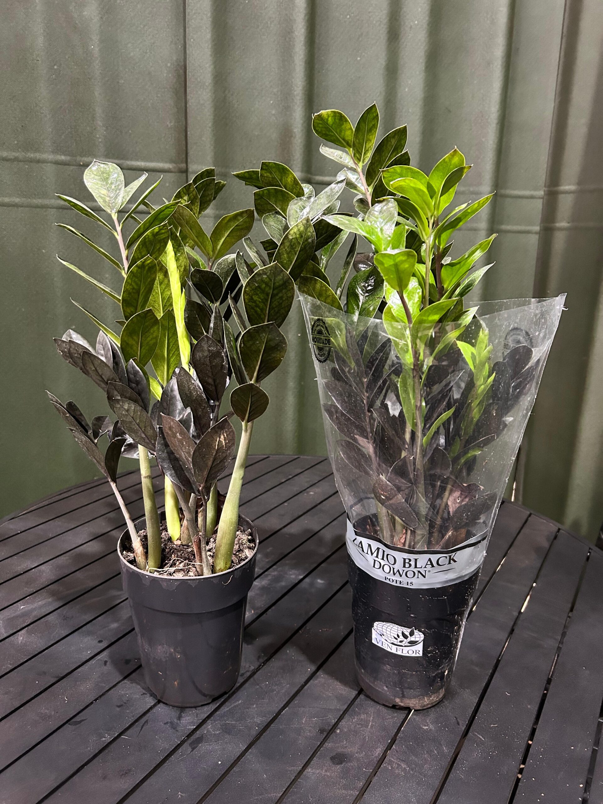 Zamioculca Black P15