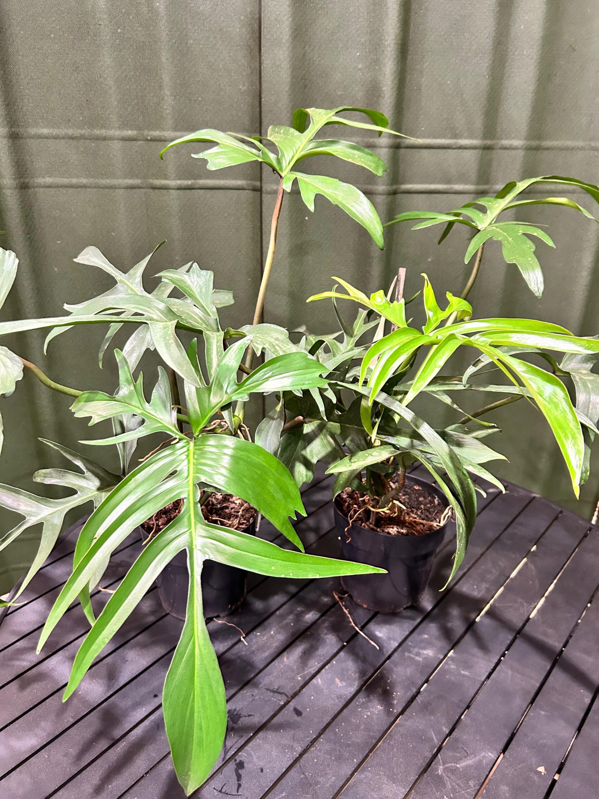 Philodendron Pedatum P15