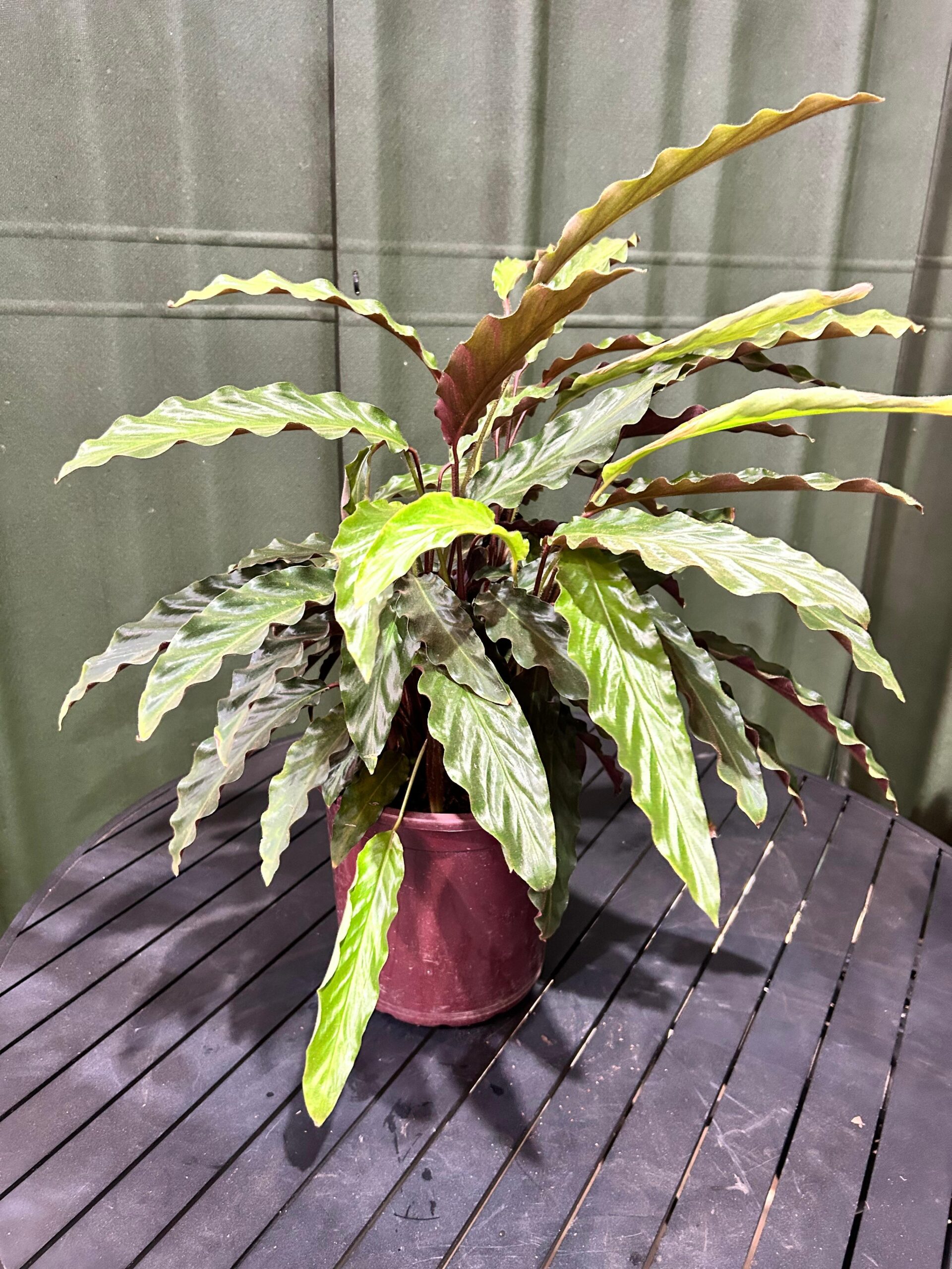 Calathea Rufibarba P24