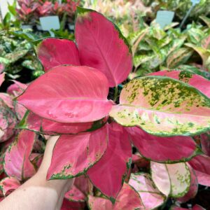 Aglaonema Pink Anyamene P12