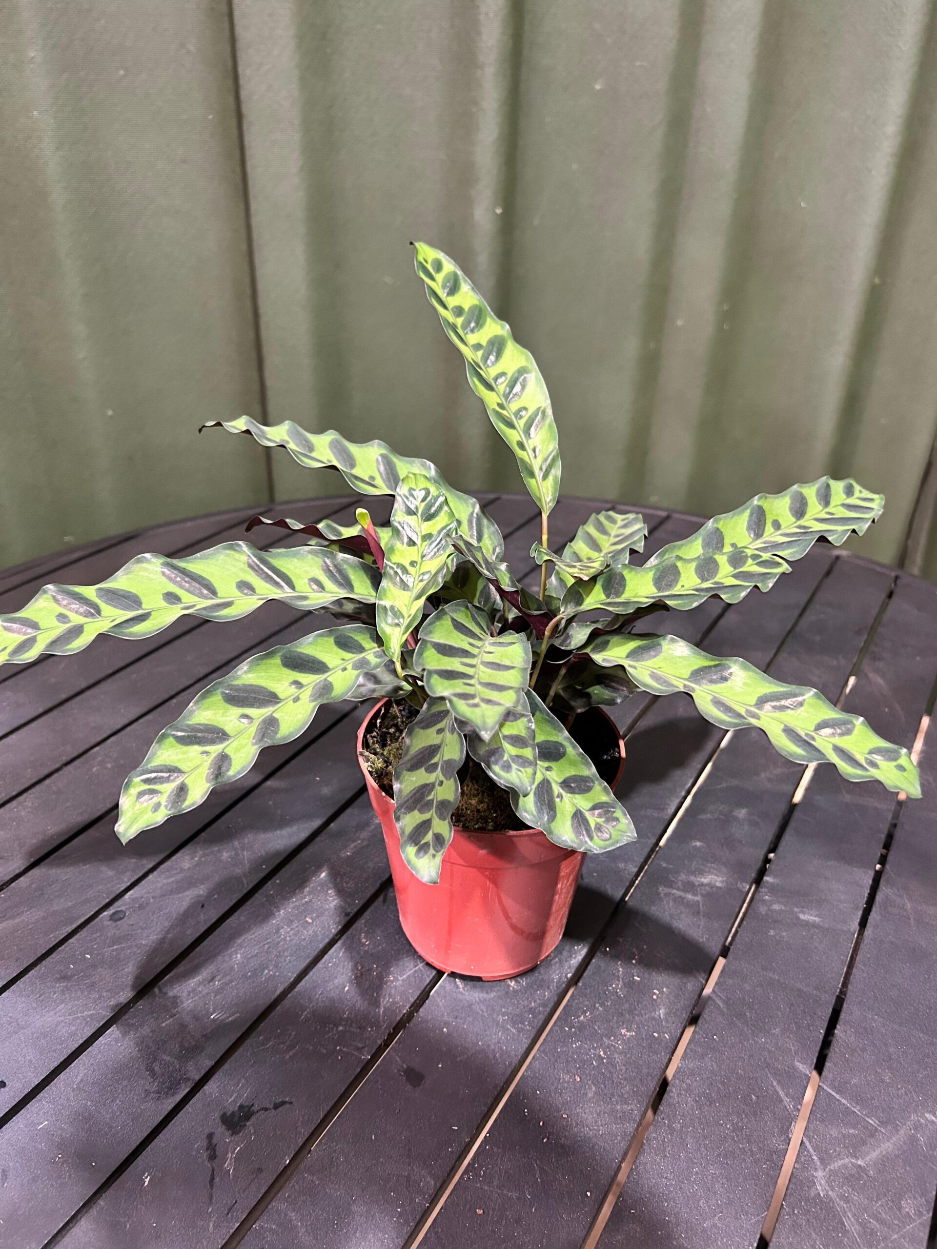 Calathea Insignis P12