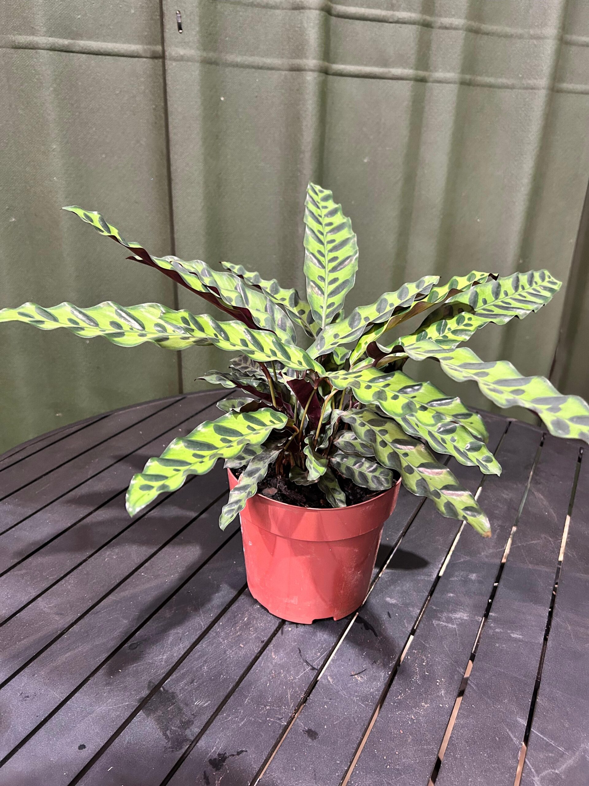 Calathea Insignis P17