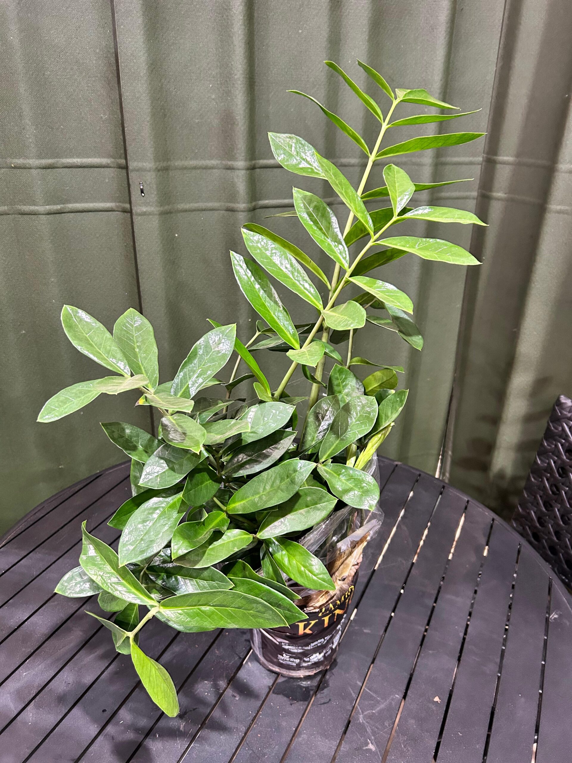 Zamioculca Luck Giant P17