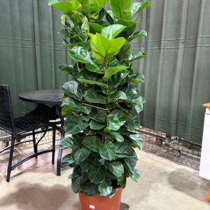 Ficus Lyrata Bambino 4 a 5 hastes P40