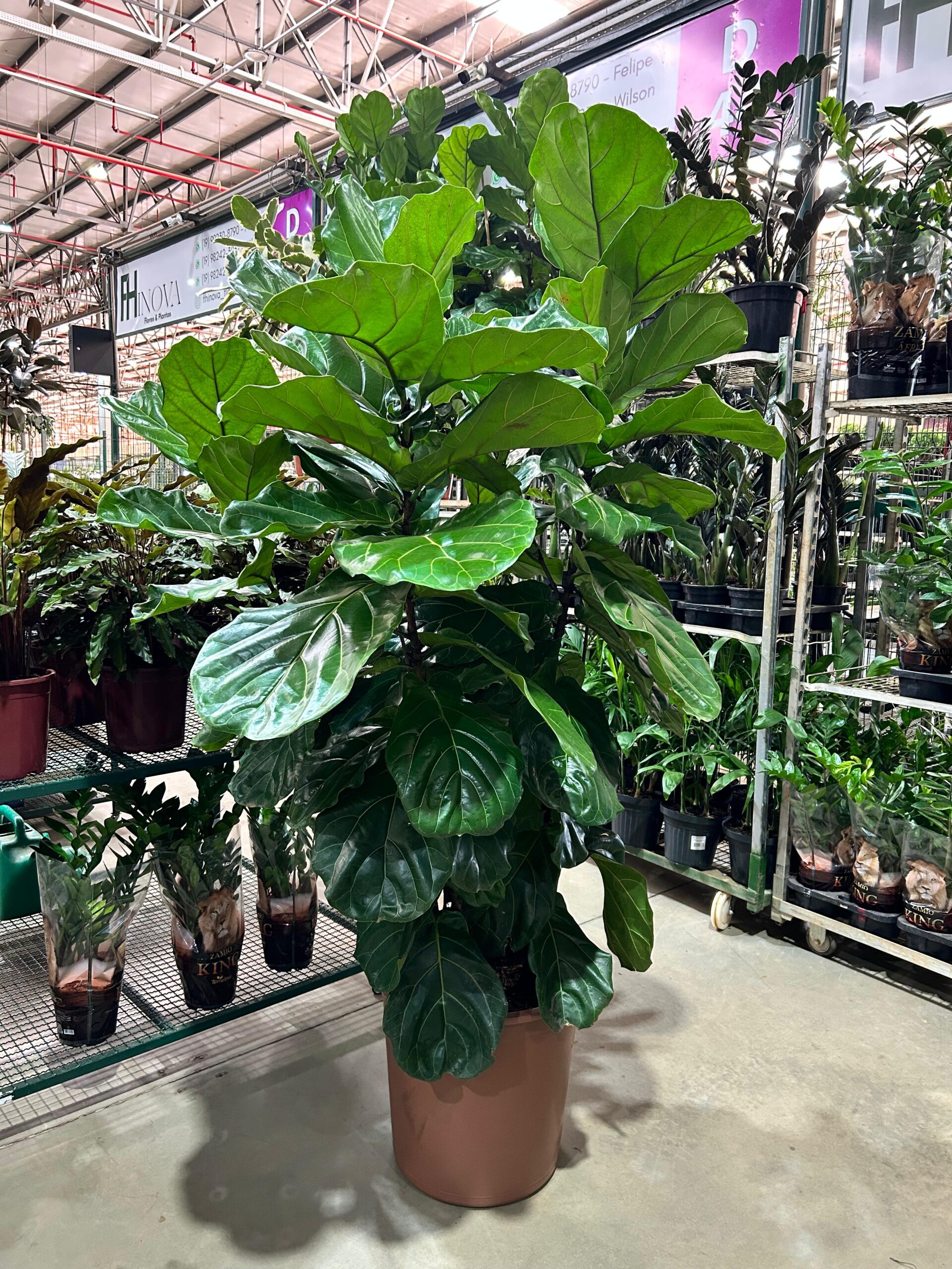 Ficus Lyrata Torre P48