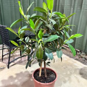 Ficus Elastica Melany Arvore P36