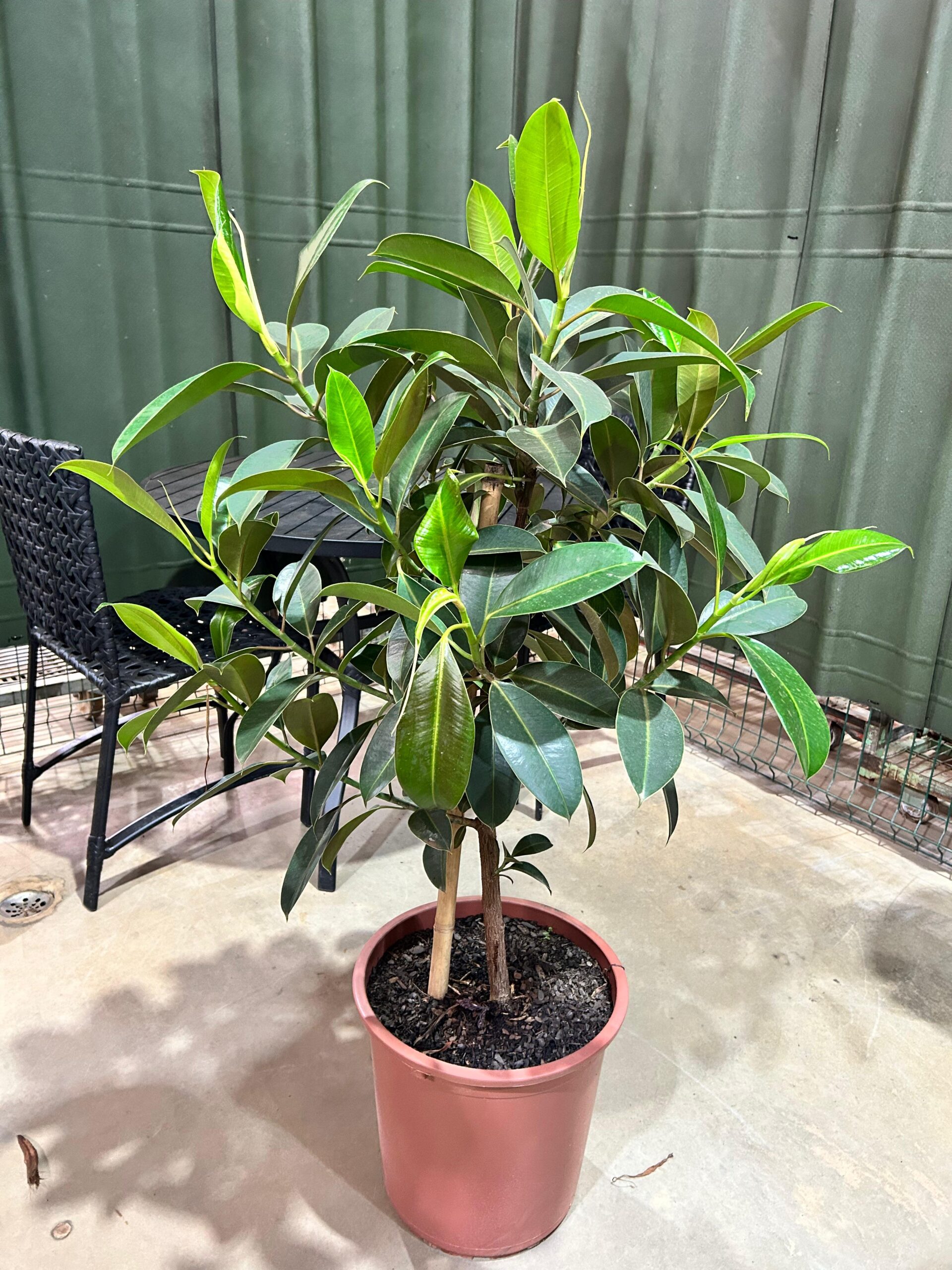 Ficus Elastica Melany Arvore P36