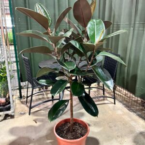 Ficus Elastica Burgundy Arvore P36