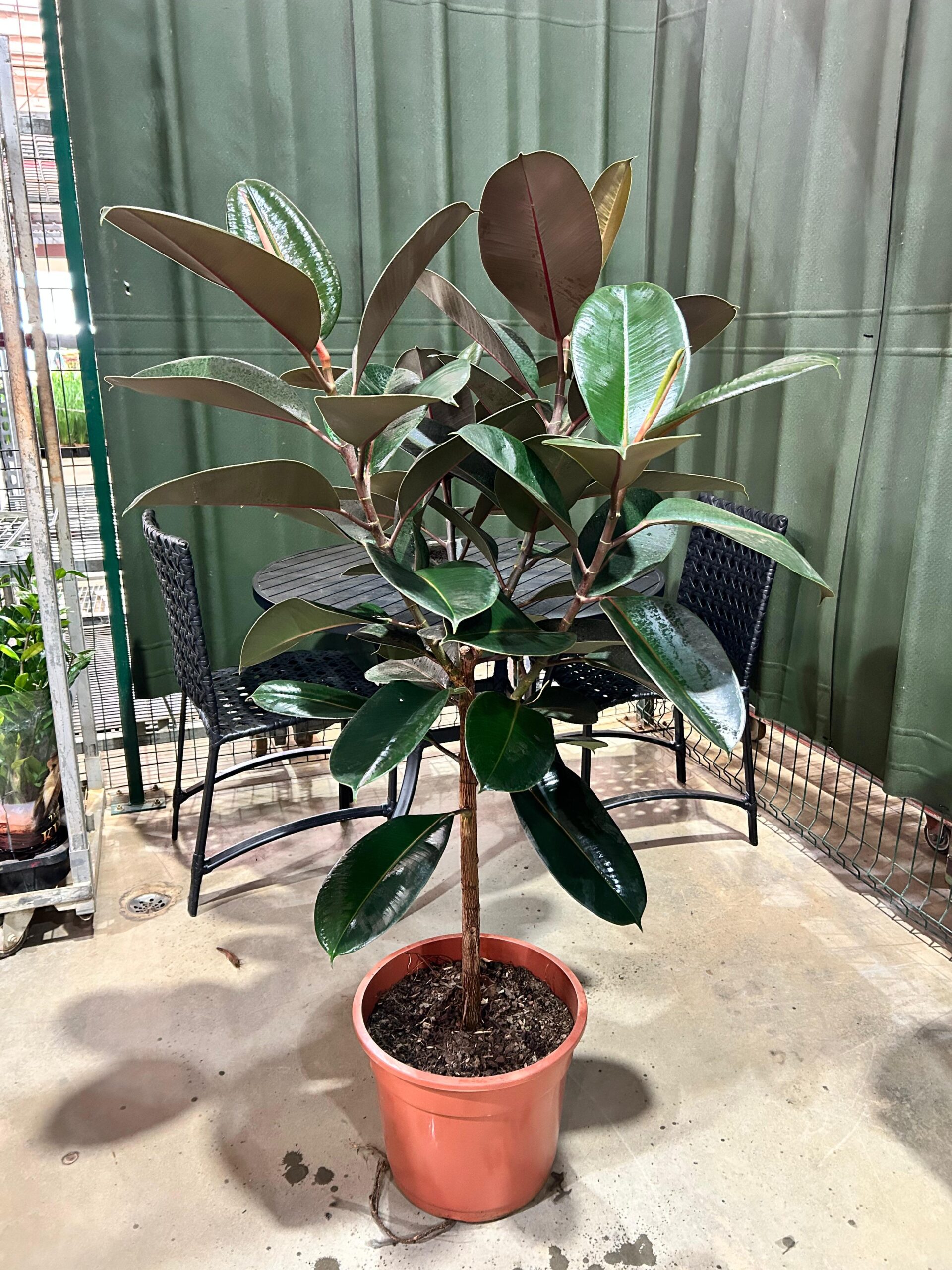 Ficus Elastica Burgundy Arvore P36