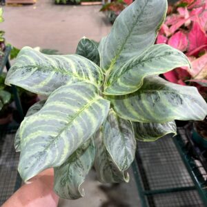 Aglaonema Silver Curly P12