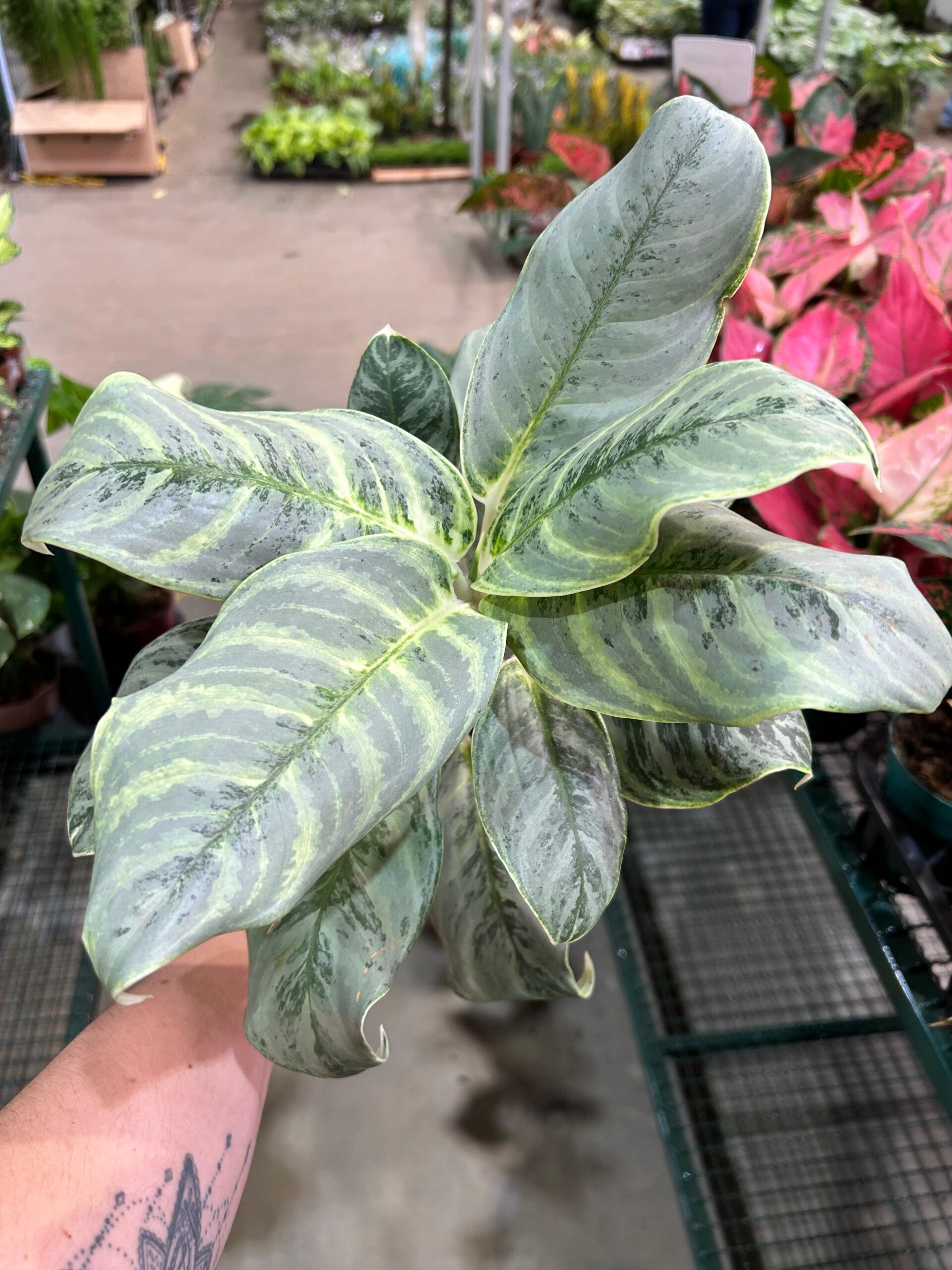 Aglaonema Silver Curly P12