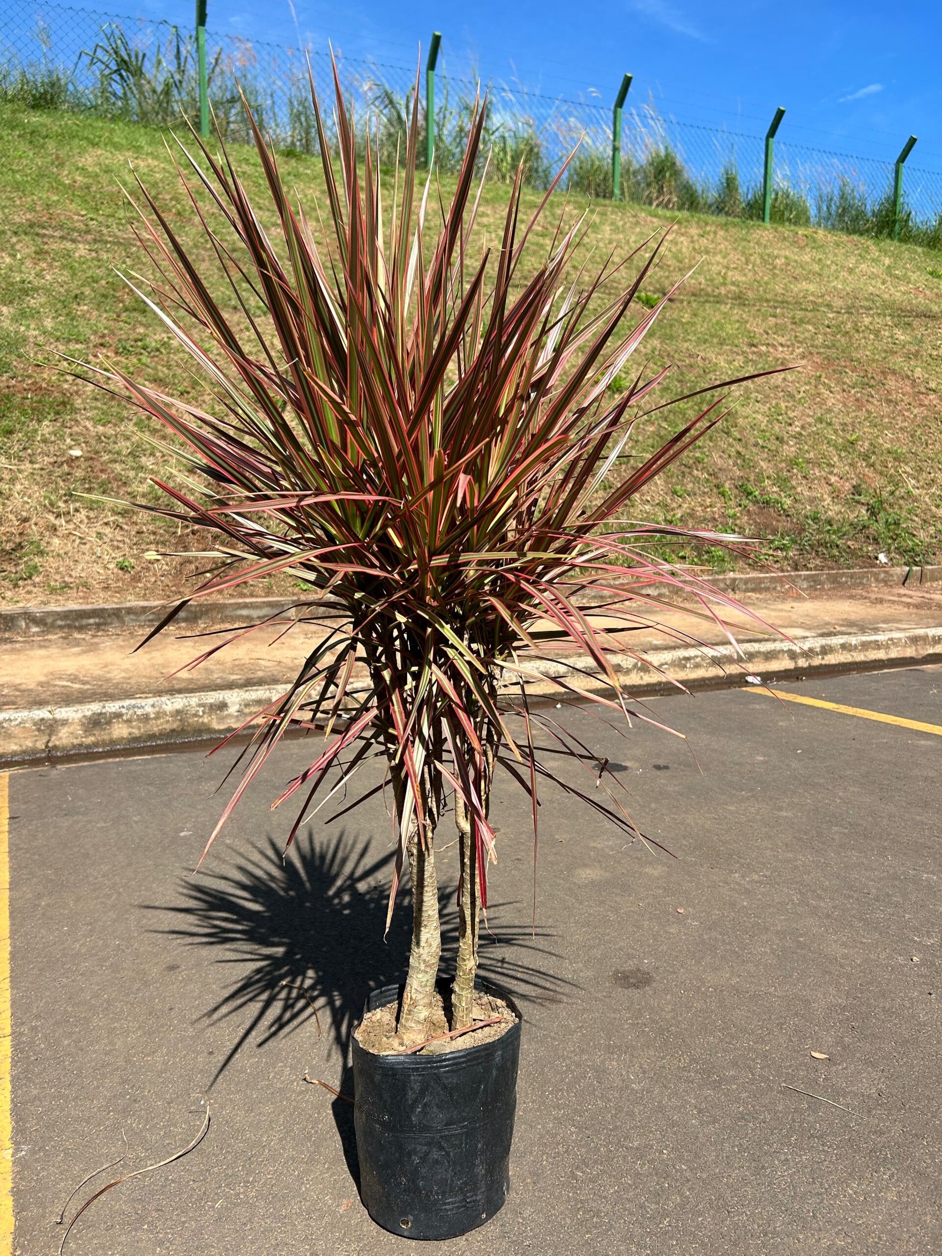 Dracena Tricolor