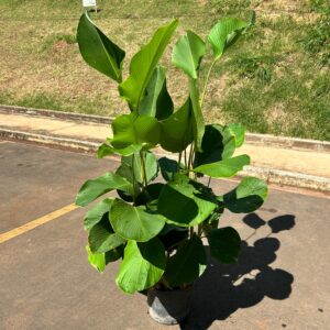 Maranta Charuto