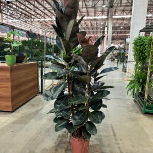 Ficus Elastica Burgundy Torre P40