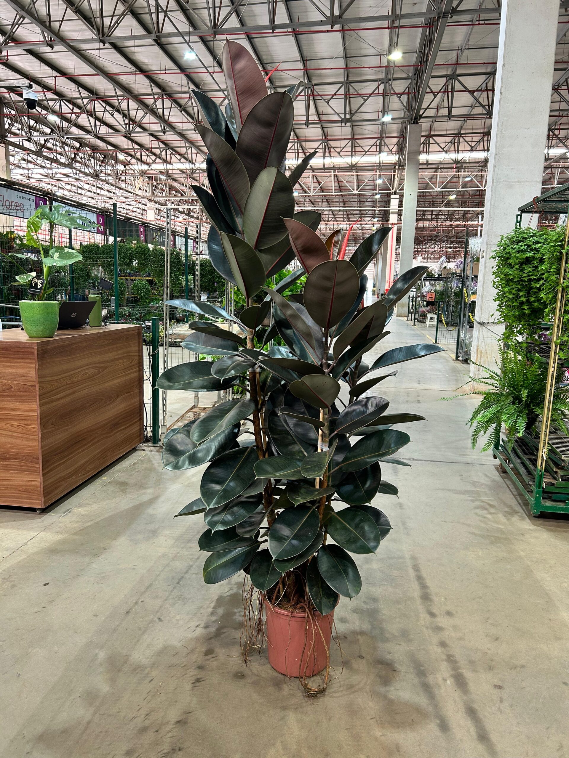 Ficus Elastica Burgundy Torre P40