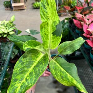 Aglaonema Sundrop P12