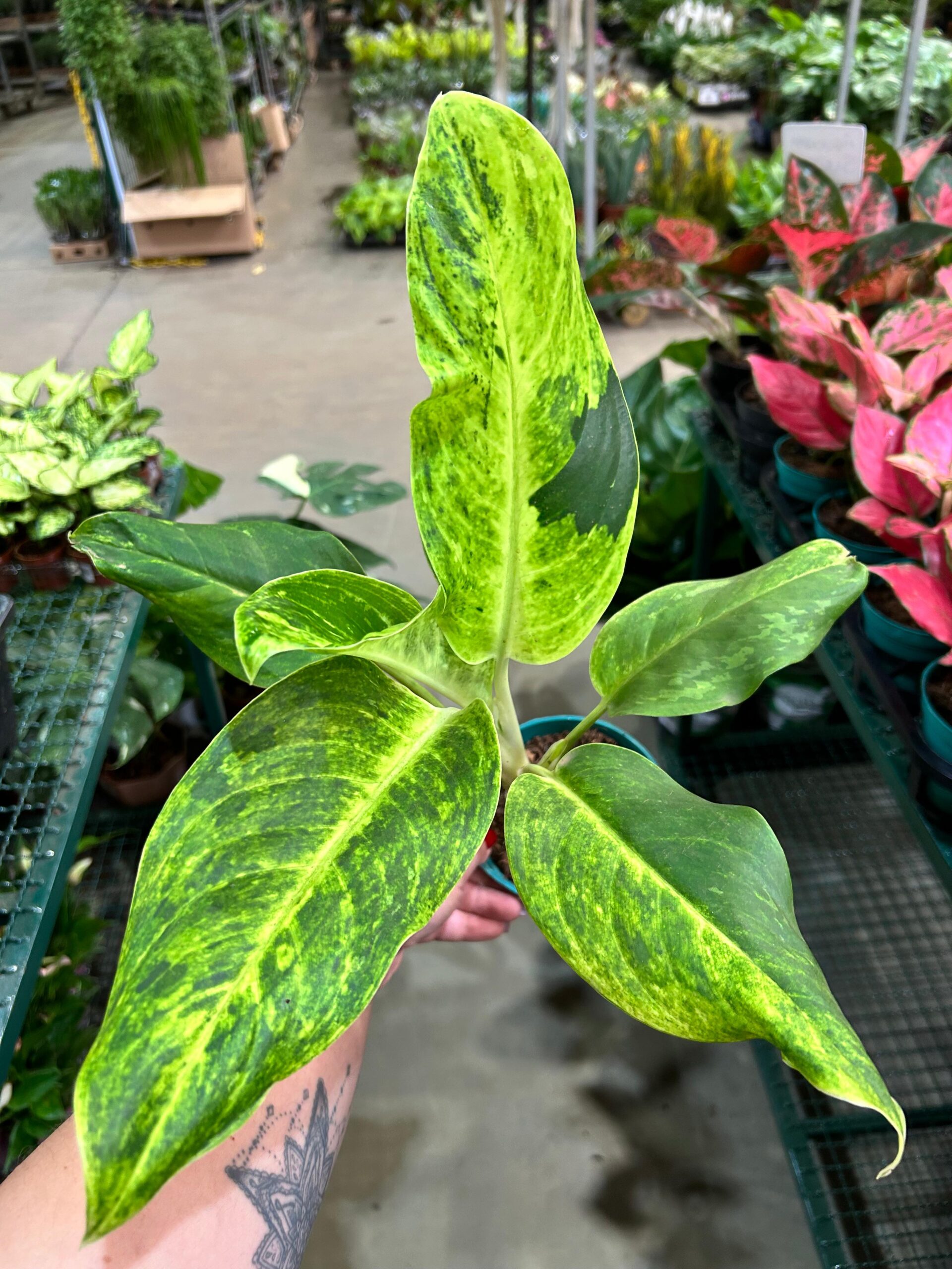 Aglaonema Sundrop P12