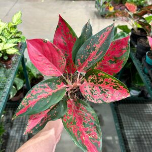 Aglaonema Super Star P12