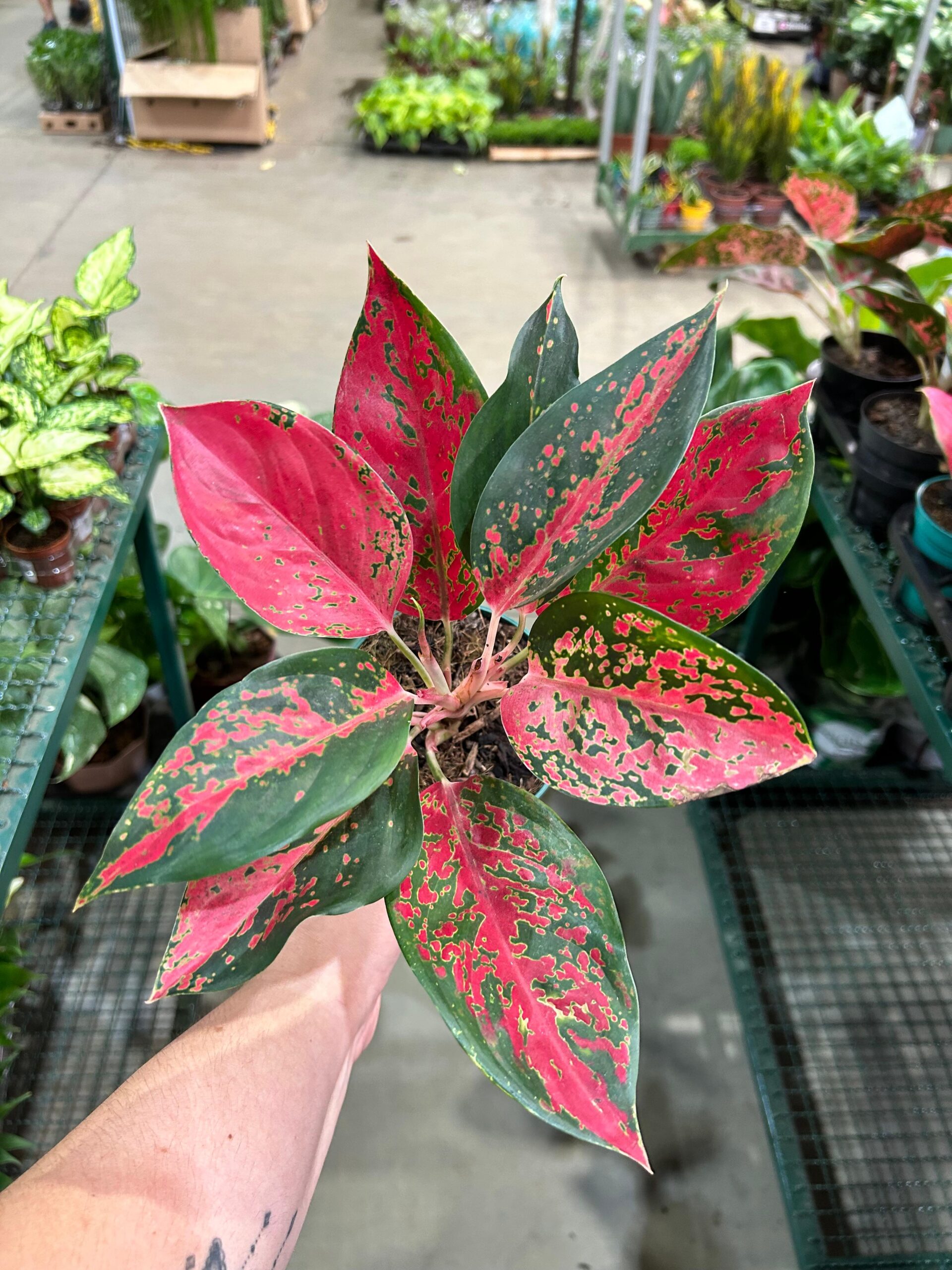Aglaonema Super Star P12