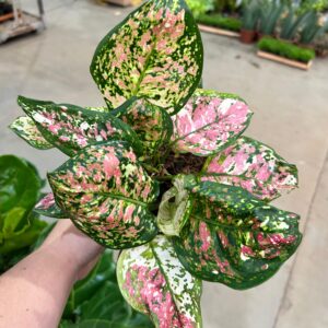 Aglaonema Tricolor P12