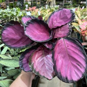 Calathea Crimson P17