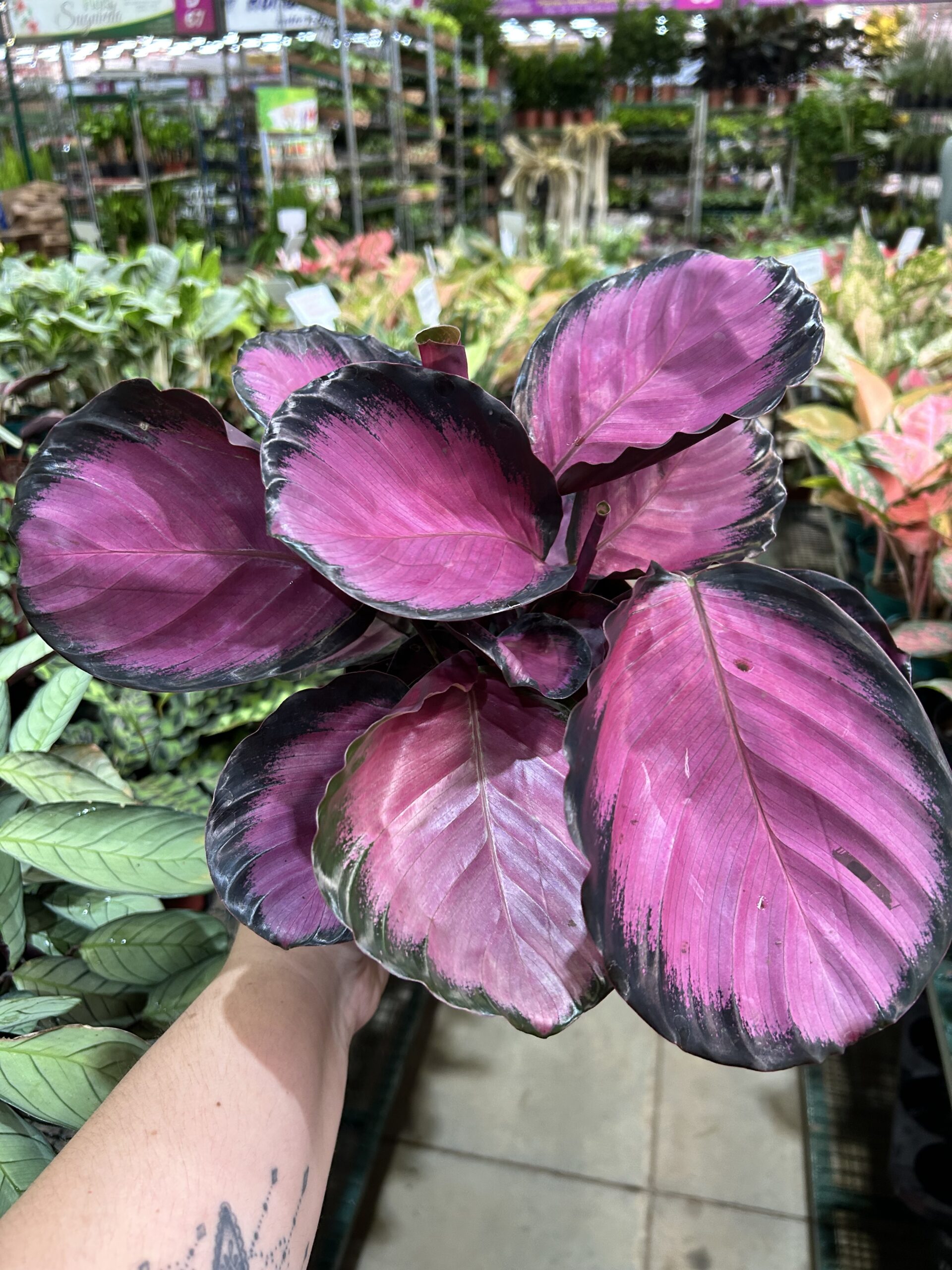 Calathea Crimson P17