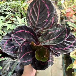 Calathea Dottie P17