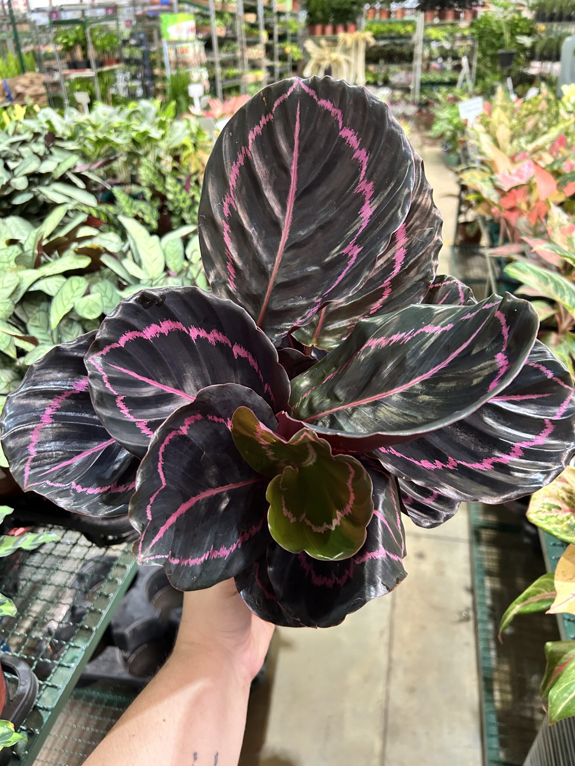 Calathea Dottie P17