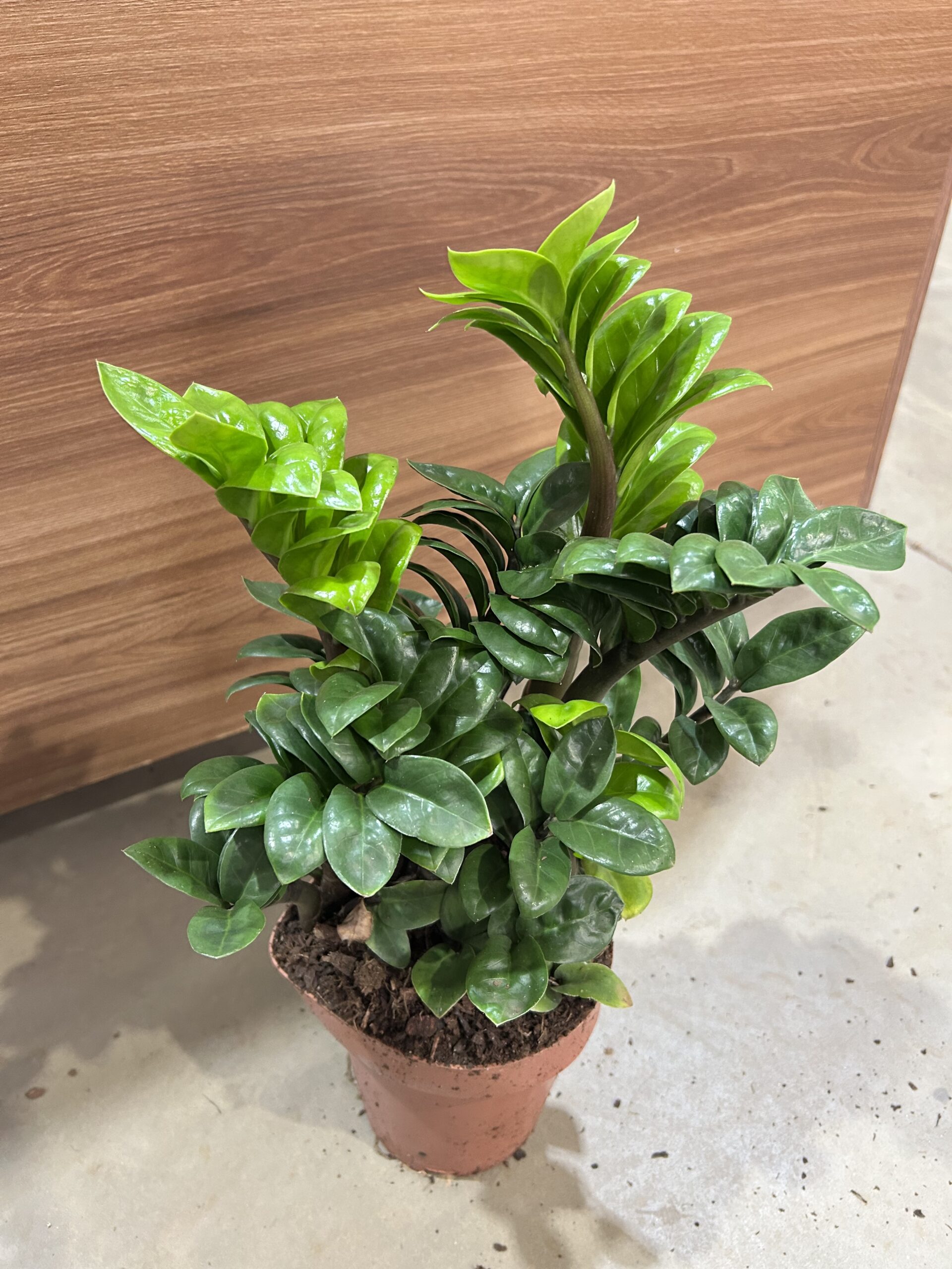 Zamioculca Zenzi P14