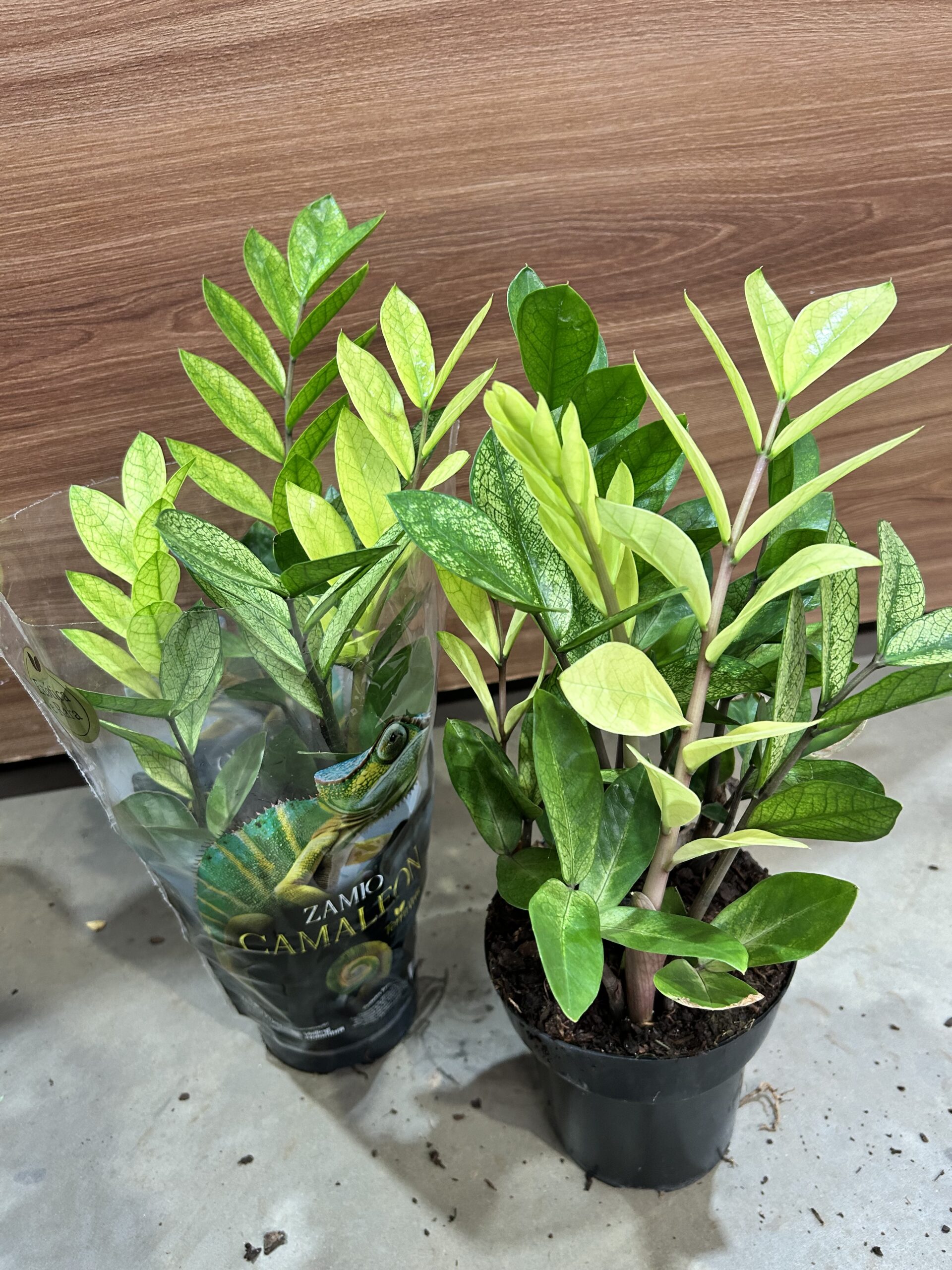 Zamioculca Camaleon P15