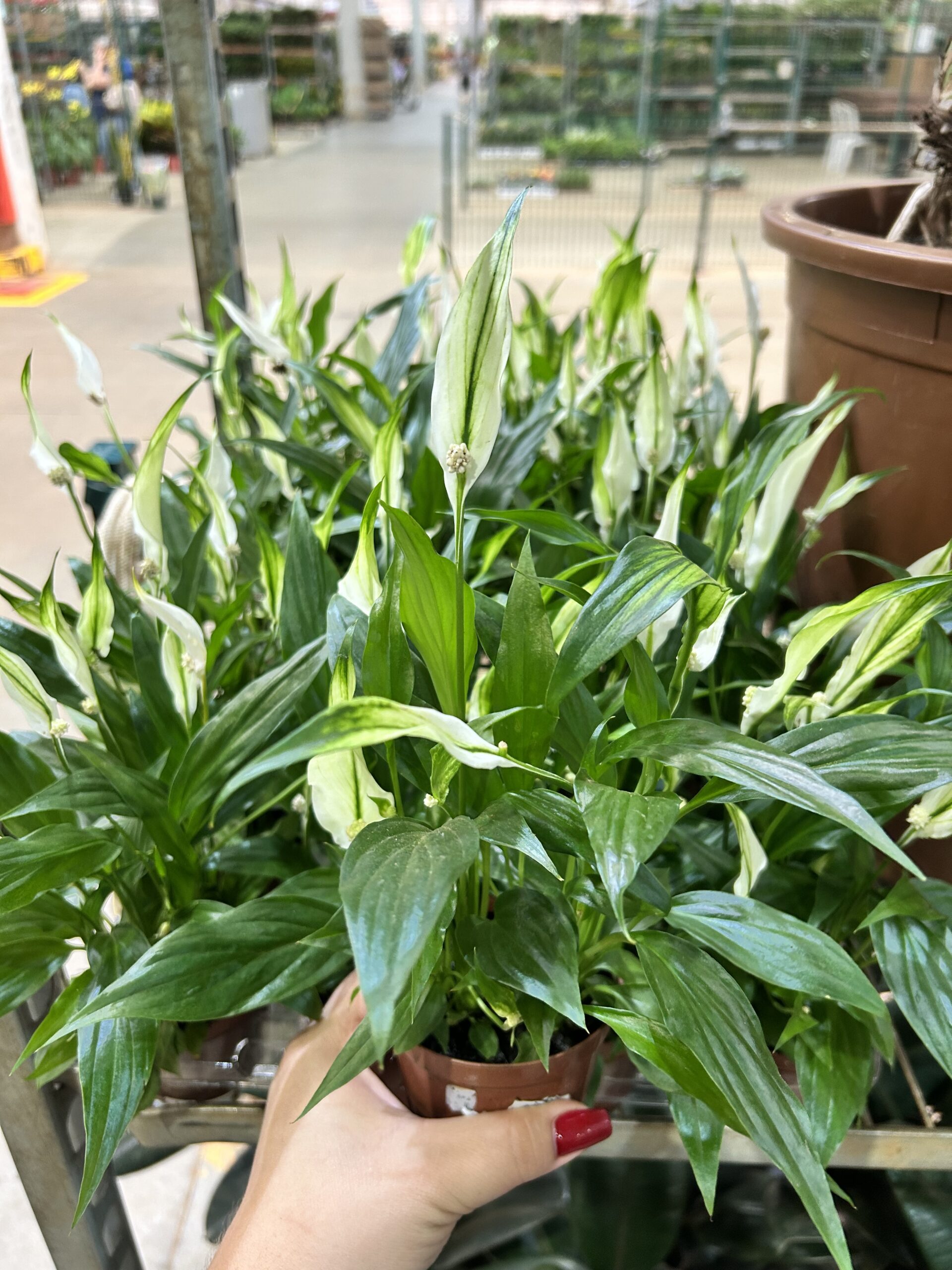 Spathiphyllum P09 Lirio da Paz (cx)