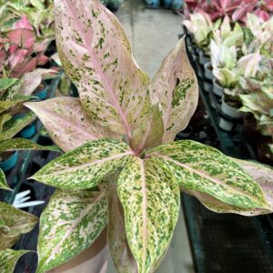 Aglaonema Orange Gold Star P12