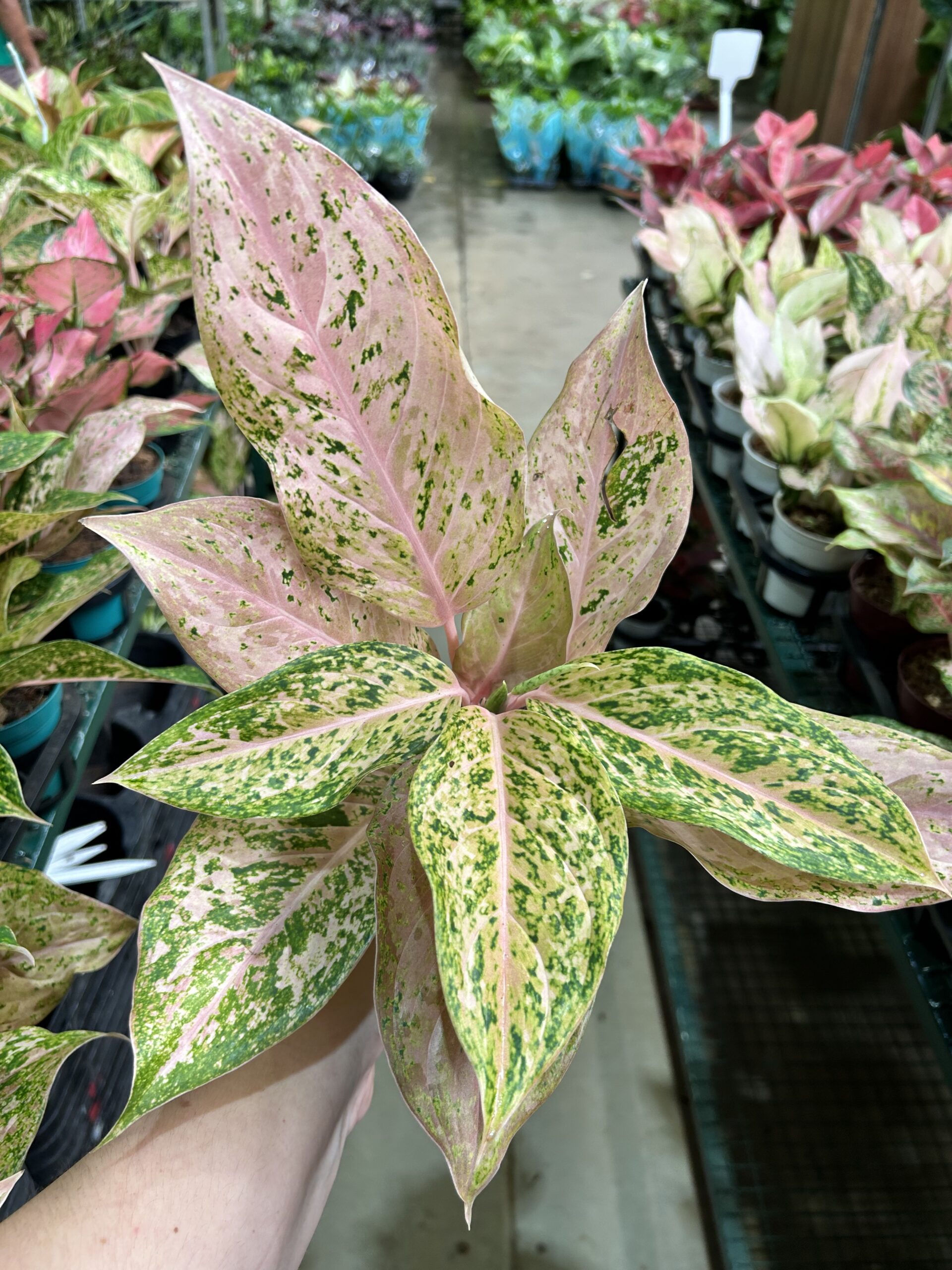 Aglaonema Orange Gold Star P12