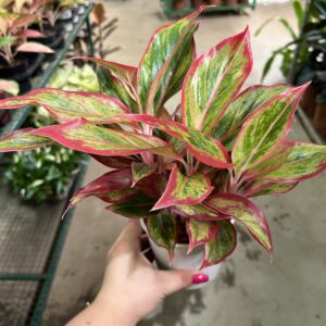 Aglaonema Jungle Red P12
