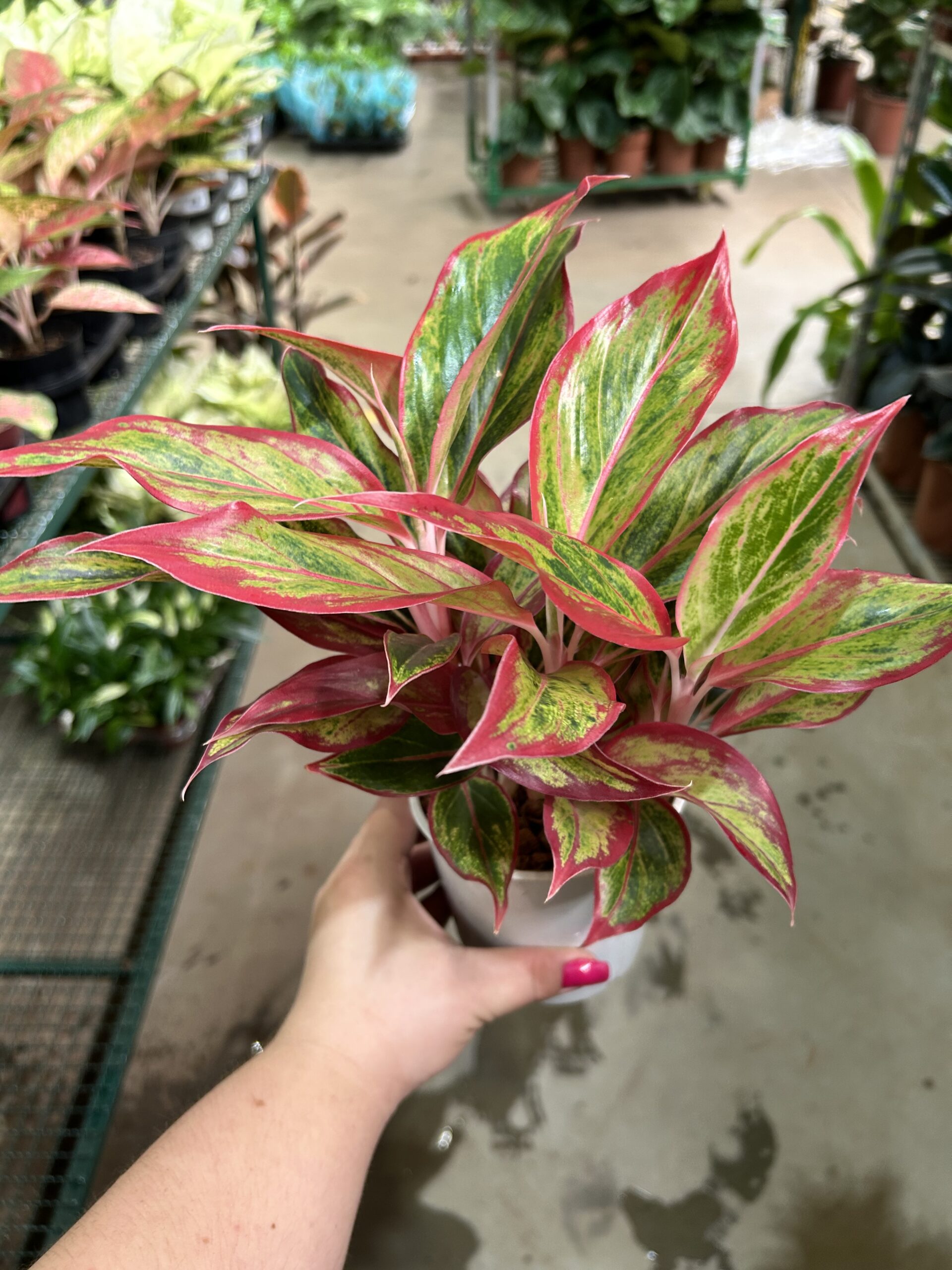 Aglaonema Jungle Red P12