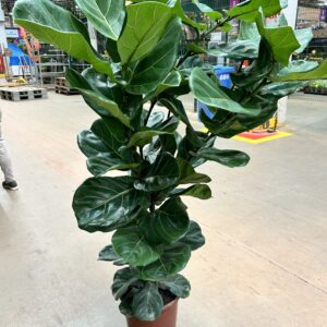 Ficus Lyrata Arvore P30