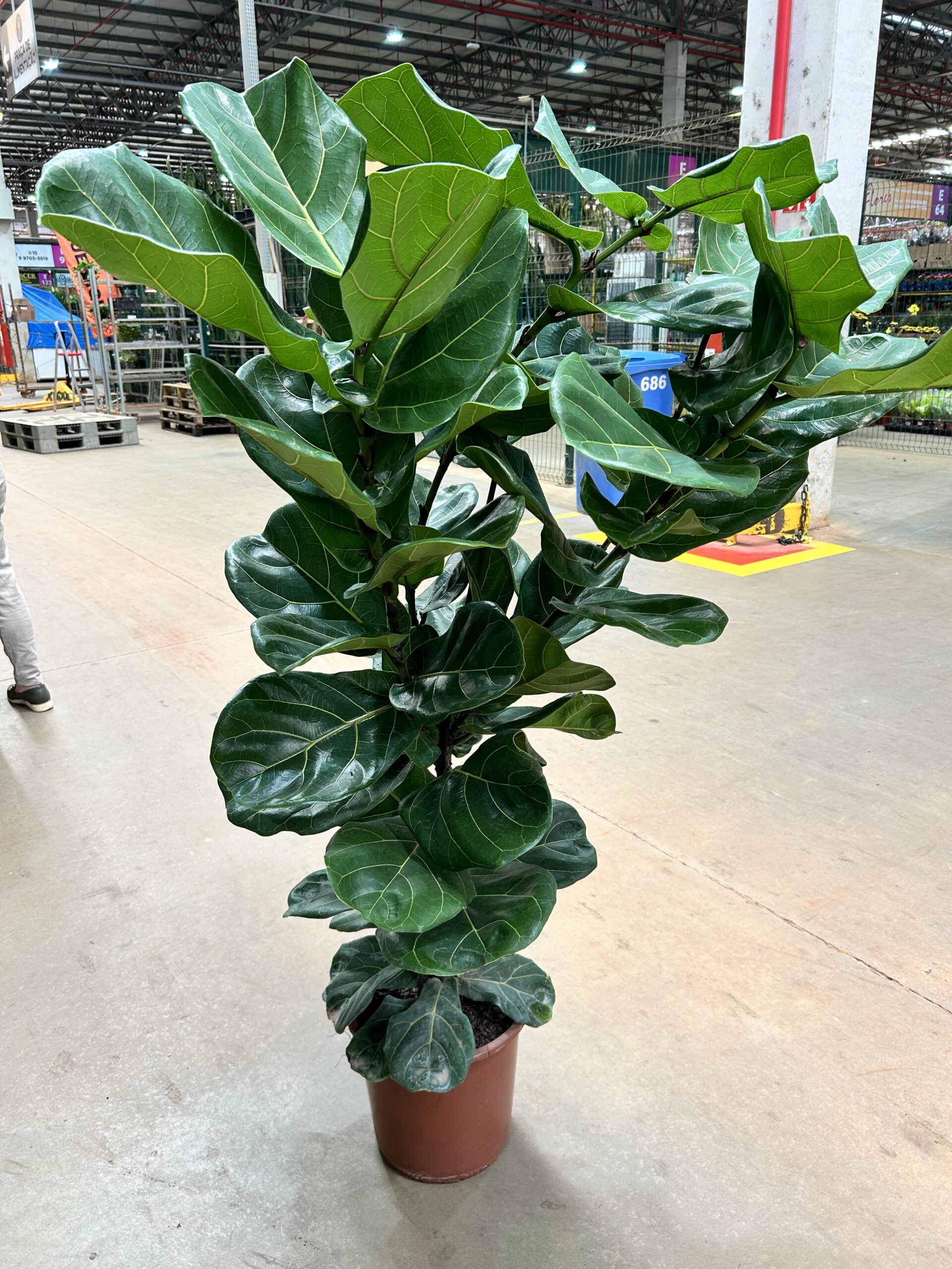 Ficus Lyrata Arvore P30