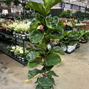 Ficus Lyrata P24 1H