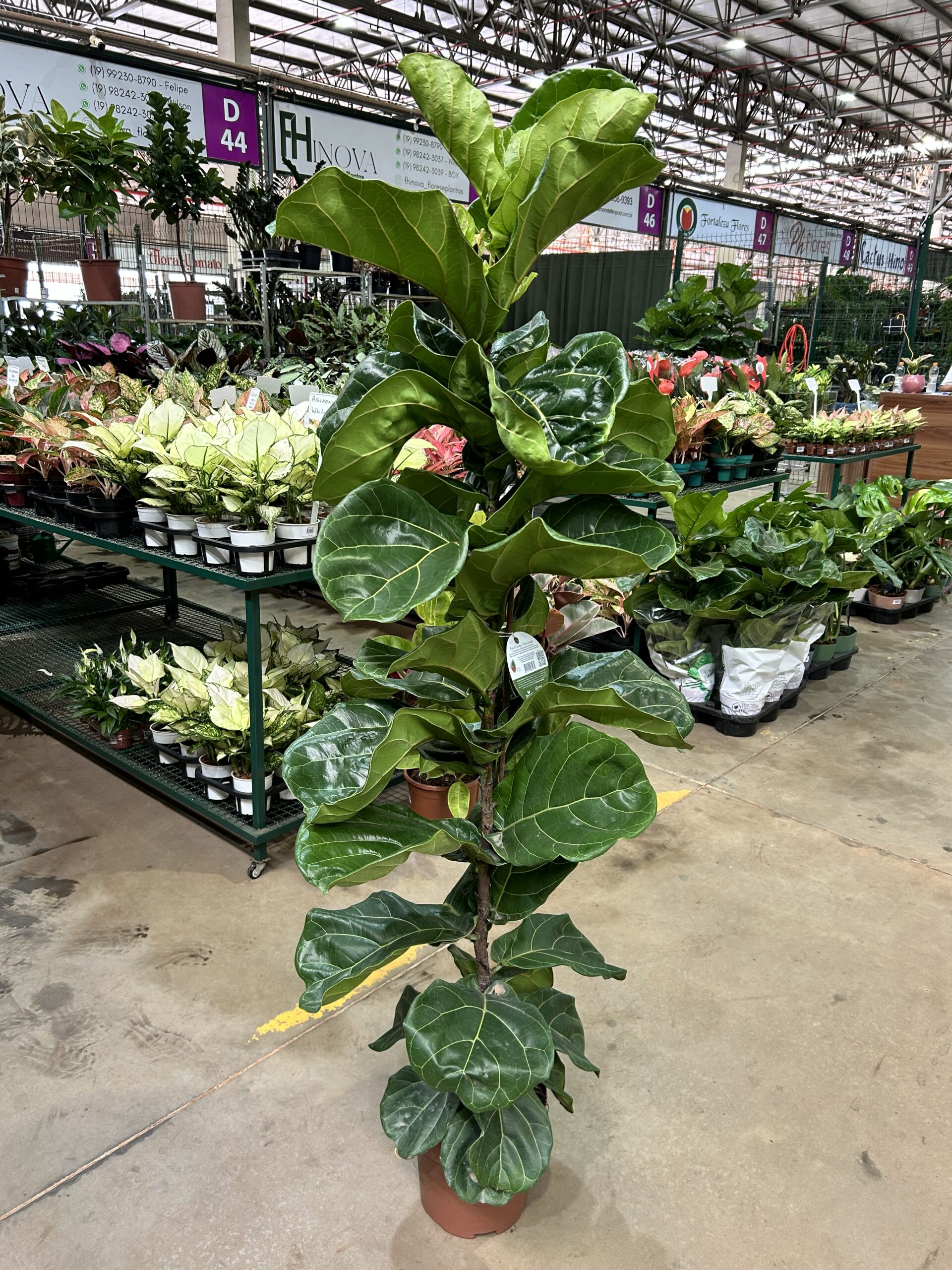 Ficus Lyrata P24 1H