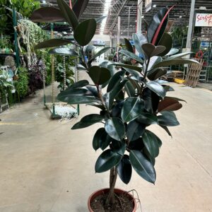 Ficus Elastica Burgundy Arvore - Tronco Trançado P40