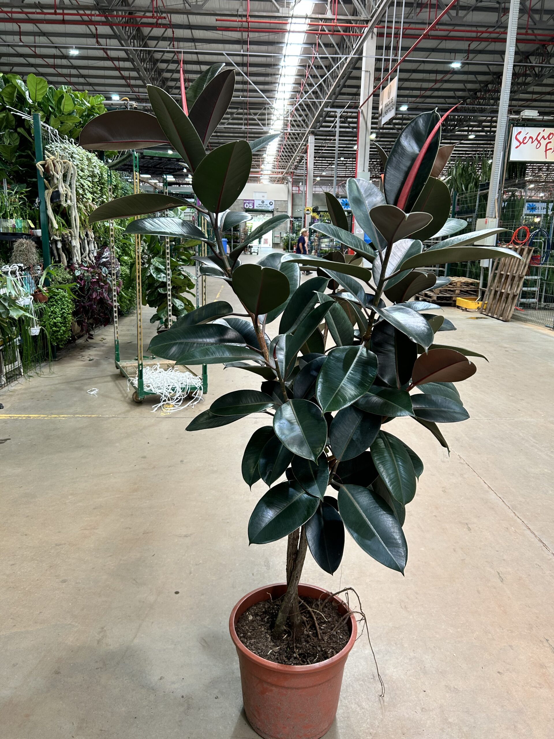 Ficus Elastica Burgundy Arvore - Tronco Trançado P40