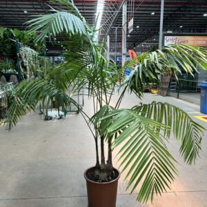 Palmeira Gaussia Maya P40