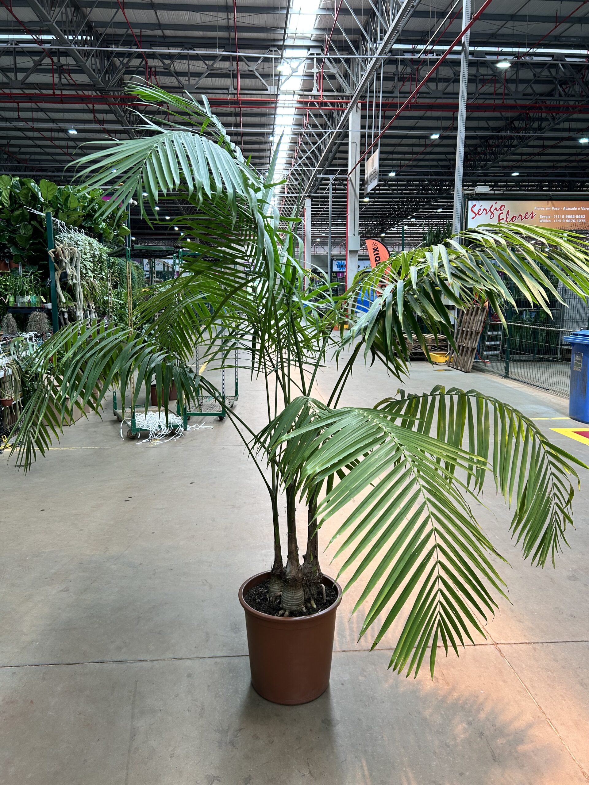 Palmeira Gaussia Maya P40