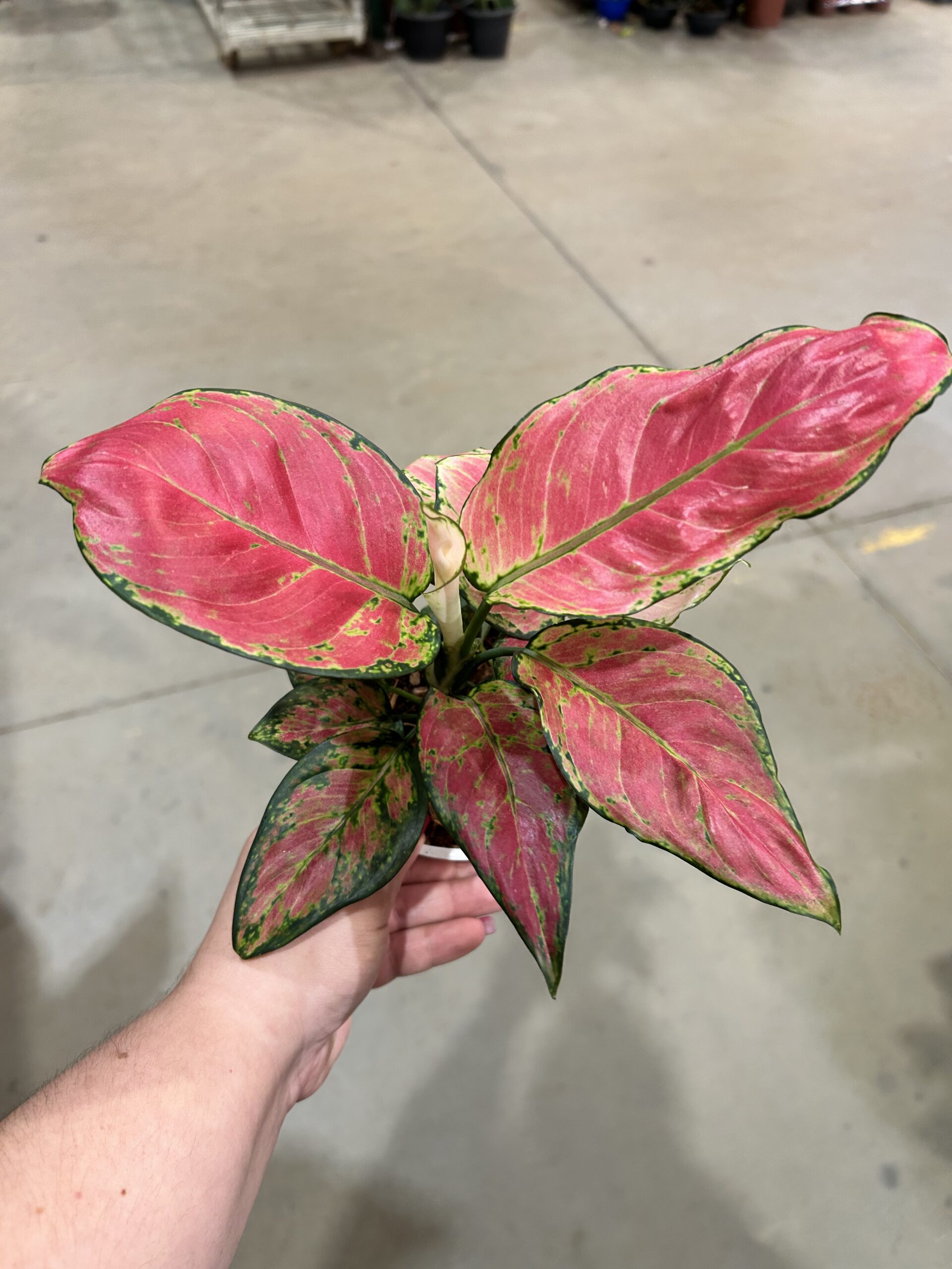 Aglaonema Red Joy P12
