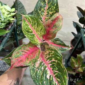Aglaonema Red Emerald P12